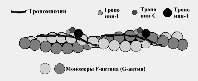 Тропониновые комплексы на нити тропомиозина