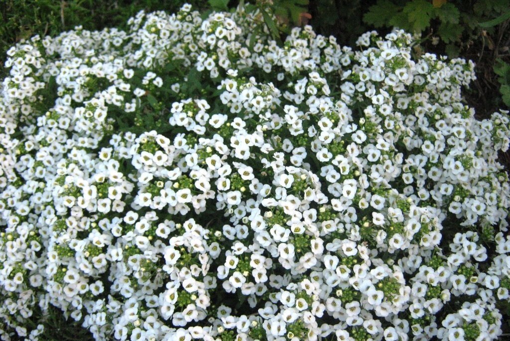 Сорта белых цветов, которыми можно украсить свою дачу | Школа садовода |  Дзен