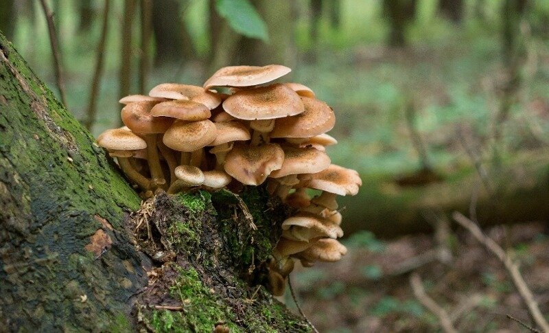 Фото https://sergei-khariton.livejournal.com/