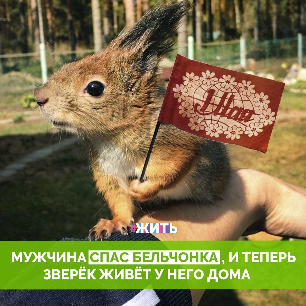 Чаще всего, хозяева сами выбирают себе питомцев, но в случае с белкой Чиппи всё произошло с точностью, да наоборот. Игорь Гришин встретил в лесу бельчонка, который тут же поймал человека за ногу и отказался выпускать из своих цепких лапок. Это произошло в сентябре 2018 года — и до сих пор Игорь и Чиппи неразлучны. Белка живёт в квартире, где у нее есть свой домик. И куча вкусняшек!😉

Чиппи с хозяином тоже повезло — ведь он выбрал его сам и теперь это самые лучшие друзья🙌❤️

#жить #проектжить #добро #животные #добрыедела