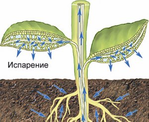 Источник иллюстрации: https://agronomicon.ru/