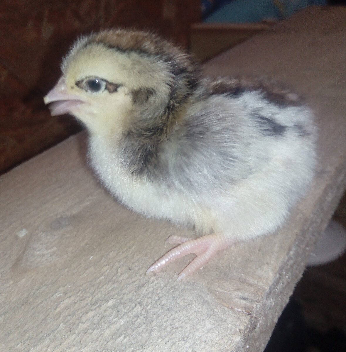 Суточный красавчик. 