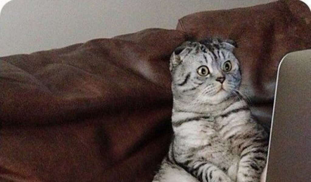 Немного ламповых котов :)