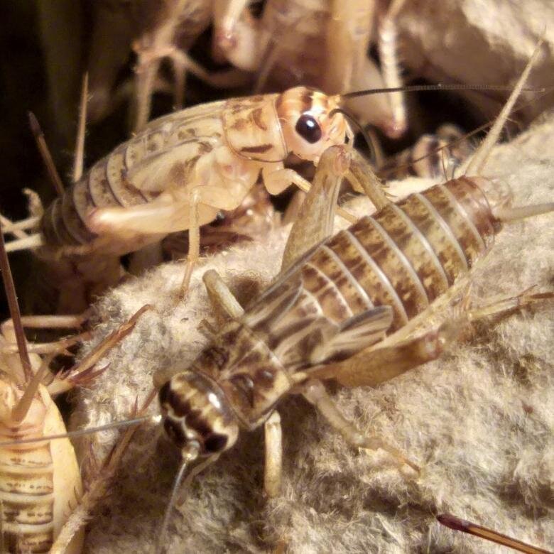 Яндекс картинки