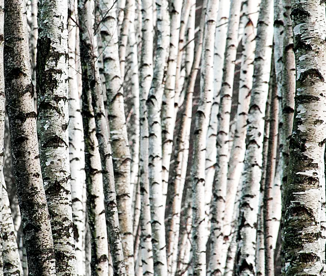 Polar white birch