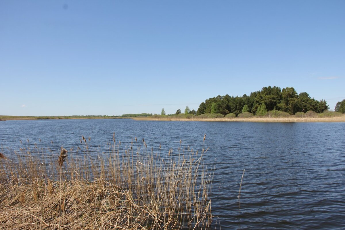 Озеро Медвежье (Шумихинский район, Курганская область)