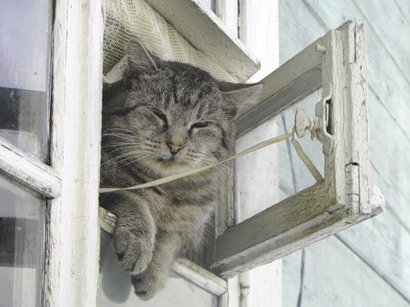 Котик в форточке. Источник фото: Яндекс-картинки