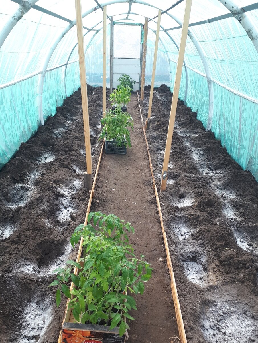 фото посадки томатов в теплице