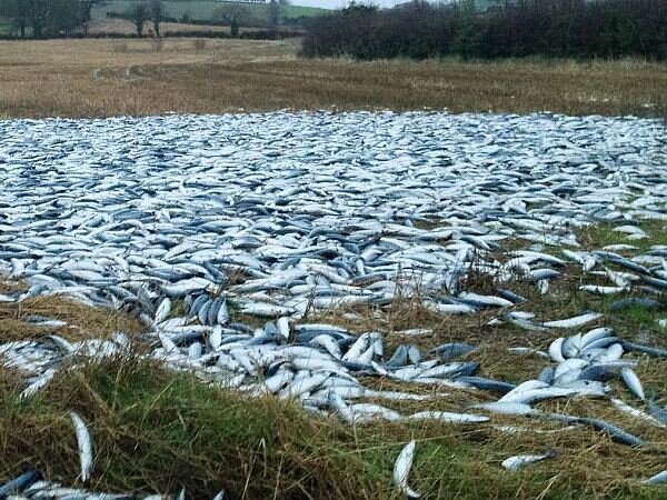 Рыбий ливень в Гондурасе происходит ежегодно примерно в одно время: в период с мая по июль. И примерно в одном и том же месте: недалеко от города Йоро. С неба падают сардины, которых с удовольствием собирают местные жители. Как утверждают очевидцы, явление начинается в пять-шесть вечера: над землей нависает черная туча, гремит гром, сверкают молнии, лужи наполняются рыбой.
