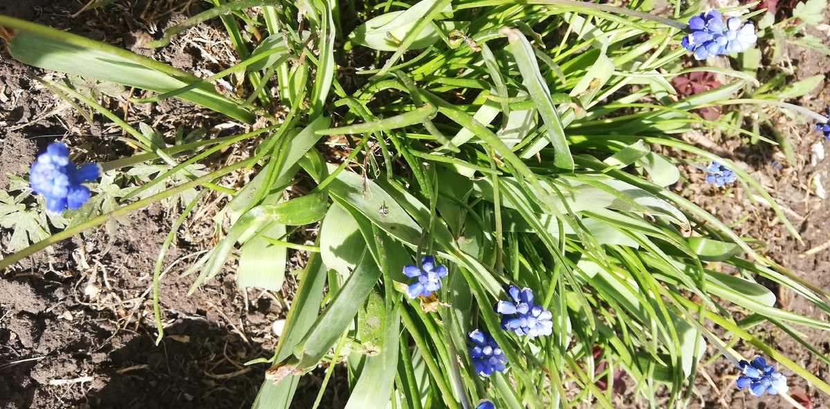 Весна нынче очень ранняя... Цветы прямо сквозь асфальт прорастают.