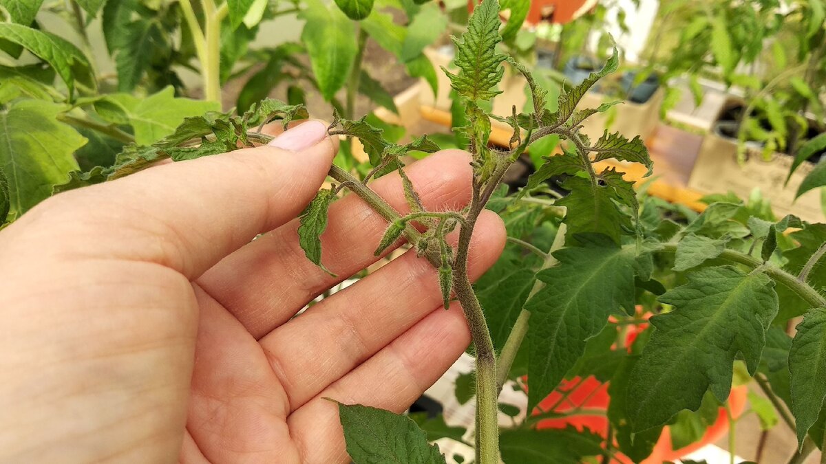 Como hacer plantel de tomateras