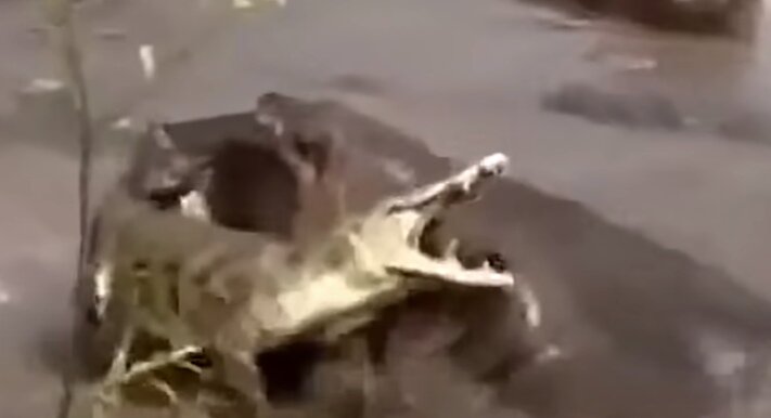 Битва бегемота и крокодила