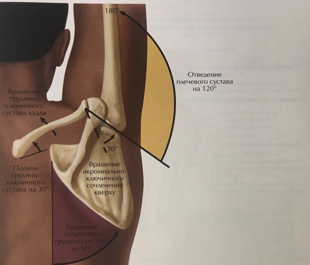 Правое плечо. Абдукция плечевого сустава. Scapulohumeral ритм. Отведение в плечевом суставе осуществляет мышца. Аддукция плеча.