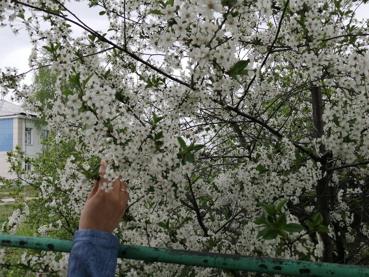 Почему не цветет. Вишня цветет во дворе. Цветущая вишня на даче. Цветущая вишня в деревне РТ. Старый Оскол Цветущая вишня.