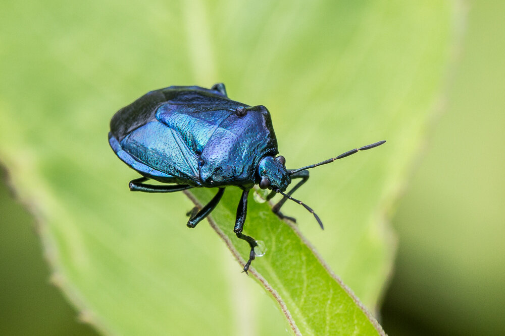 10 насекомых. Синий клоп щитник. Жук щитник. Щитник синий (Zicrona caerulea). Zicrona caerulea.