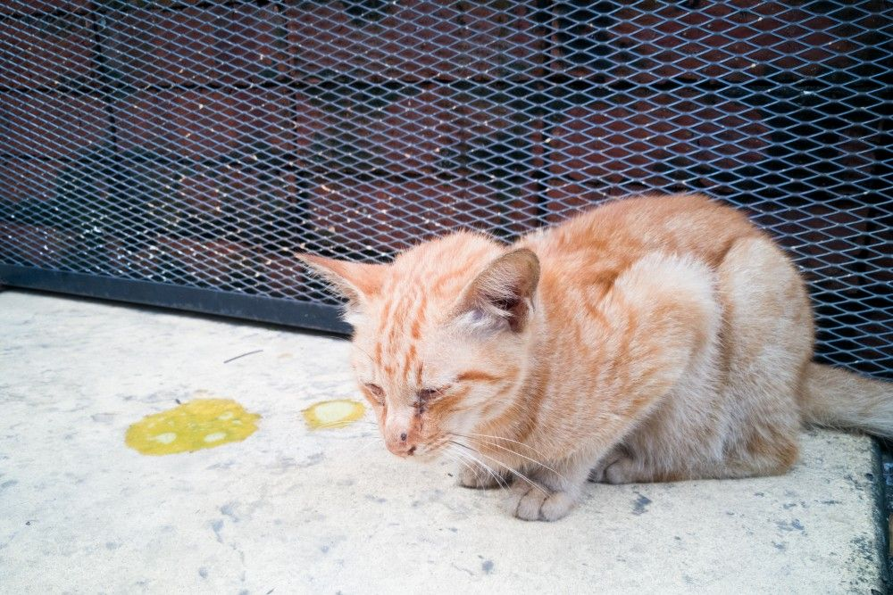 Рвота у кошки: первая помощь 🐈, причины, лечение и профилактика