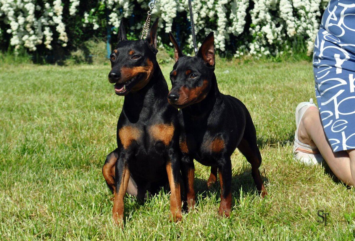 цвергпинчеры из племенного питомника "Nikkira" | фото: nikkira.jimdofree.com/