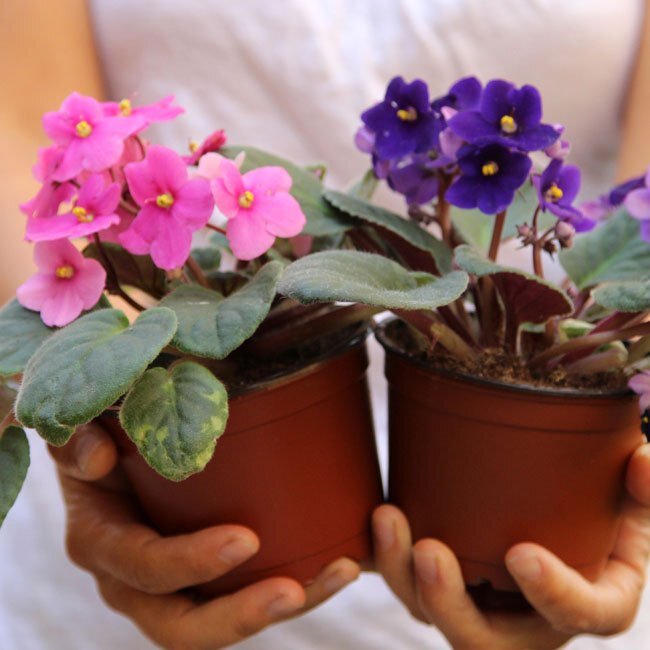 Комнатные цветы — фиалки