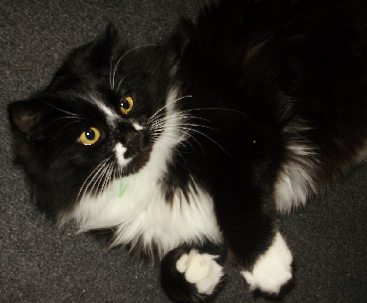 в хорошие руки минск