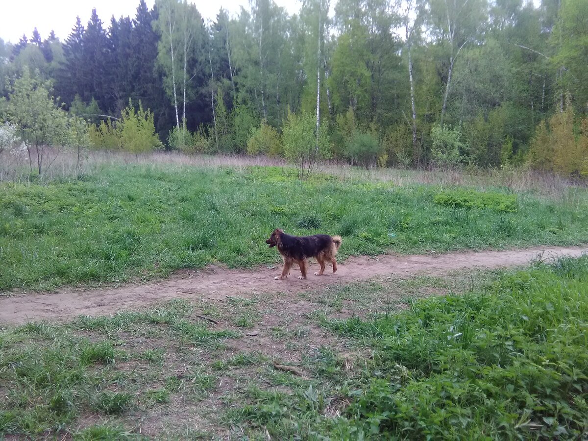 Вот такая пушистая потеряшка