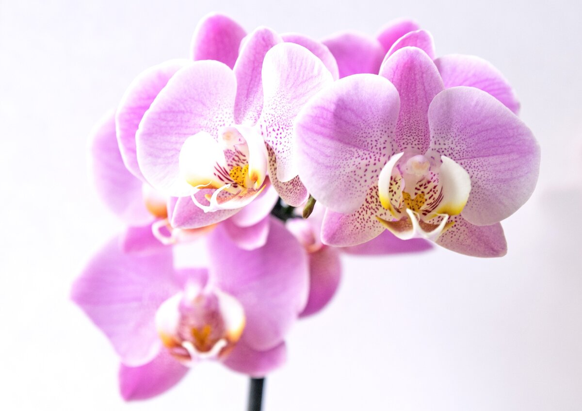 https://unsplash.com/photos/Un9ev3e2ISQ