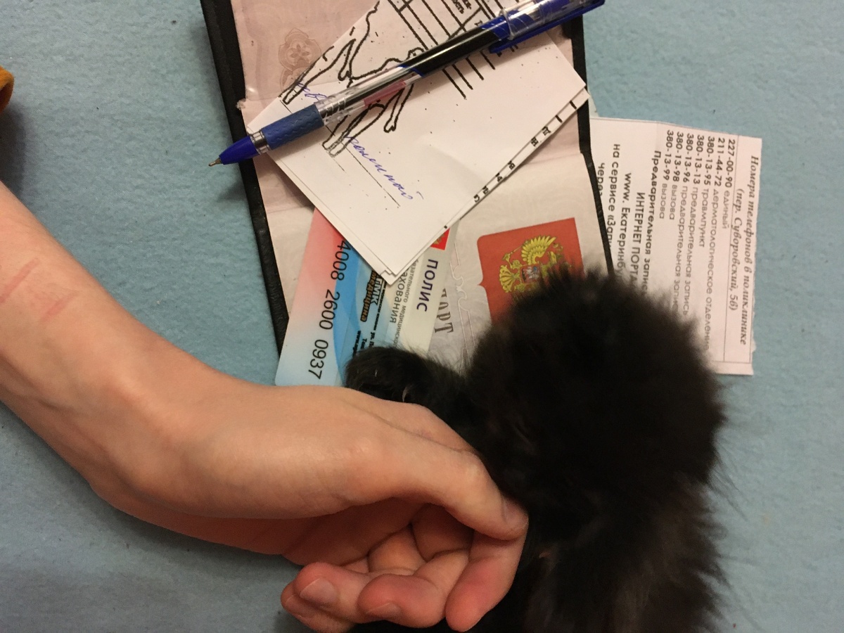 Позвонил и записался к врачу, я сделал это меньше чем за минуту, спросите у кота — он подтвердит  