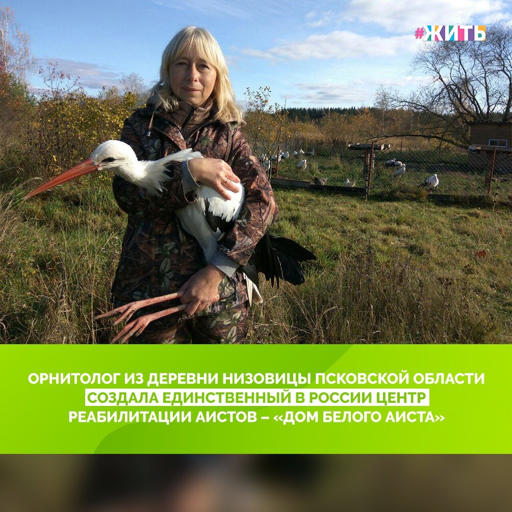 Марина Сиденко родом из Ростова-на-Дону, 17 лет назад, когда ей исполнилось 30, она поняла, что городская жизнь ей надоела, и несмотря на то, что она ни дня не жила в деревне, все равно решилась на кардинальные изменения. Переехав в деревню, Марине пришлось всему учиться заново. «Всему» – это жизни в деревне. Она не умела совершенно ничего, ни печь растопить, ни дров нарубить, не имела ни малейшего представления, что такое настоящая русская печь. А потом, со временем, всему научилась, даже пироги печь в этой самой печи☺ 
Сразу после ее появления в штате национального парка «Смоленское Поозерье», на нее «посыпались» самые разные птицы, которым требовалась помощь. Это были и хищники, и лебеди, и цапли, но больше всего к ним поступало аистов. Птиц везли со всей Смоленской области. Глядя на то, сколько их погибает без должной защиты и ухода, Марина собралась с мыслями и силами, нашла единомышленников и написала проект «Построим дом для аистов». На собранные средства построили помещение для зимовки птиц. В первый же год перезимовало 15 аистов, в эту зиму – 38 птиц. А в дикую природу в этом году они выпустили 17 аистов!☝

Быть неравнодушными и любить природу - это одно из самых благородных дел. Спасибо Марине Сиденко и ее помощникам за такой вклад в природу🤗

#жить #проектжить #добро #добрые