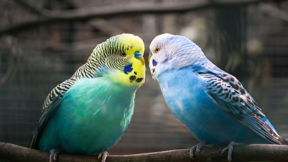 Почему волнистый попугай открывает рот как будто разговаривает