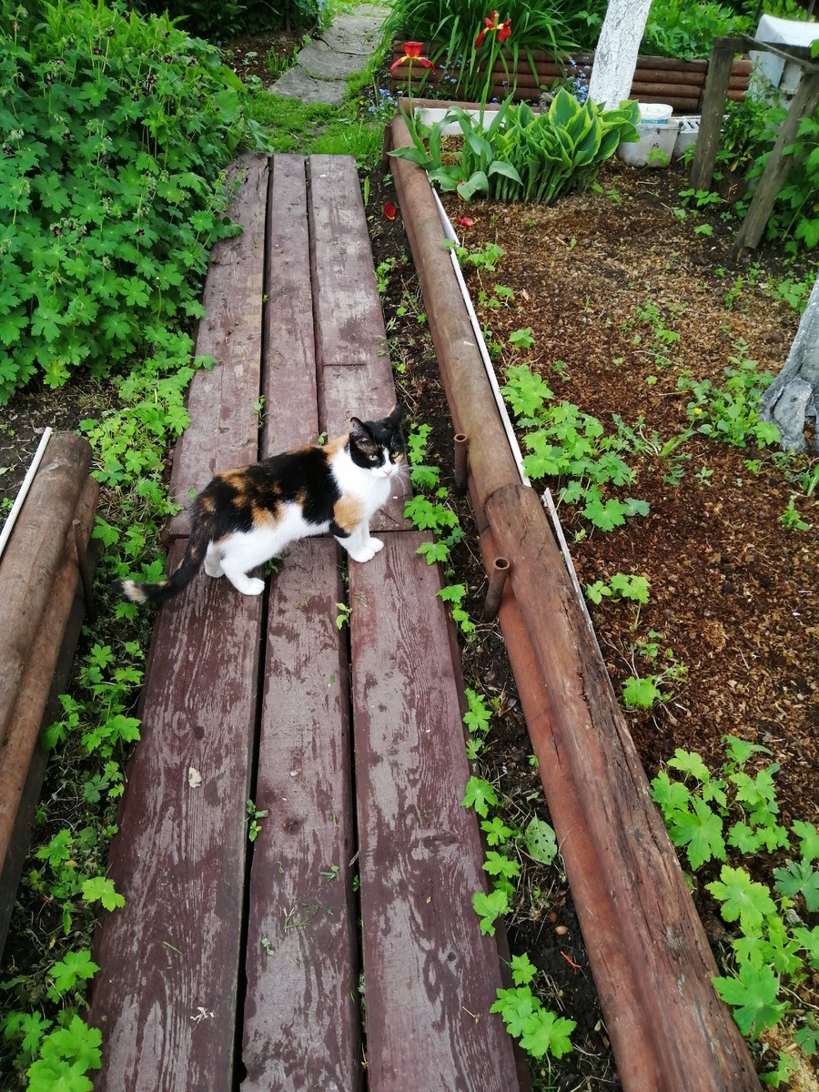 Кошка Маська