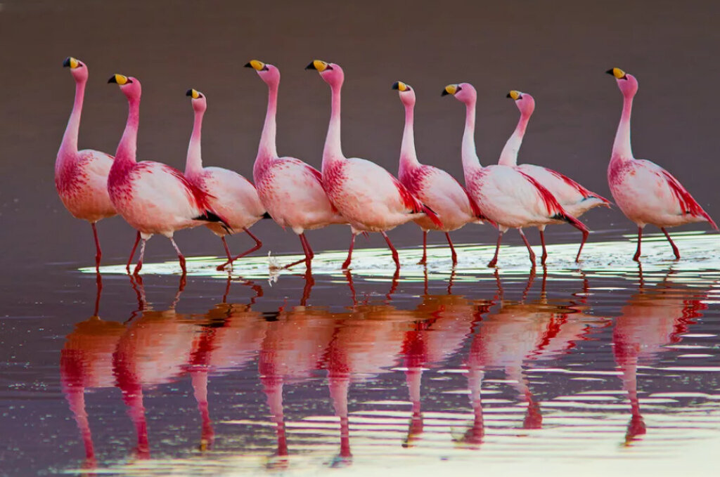 Какое животное розовое. Африканский Фламинго. Пинк Фламинго. Розовая птица. Красивый Фламинго.