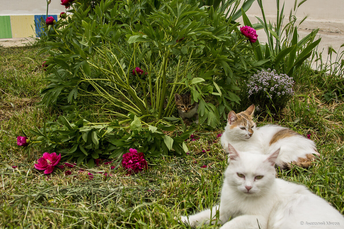 Какие цветы посадить для кошки