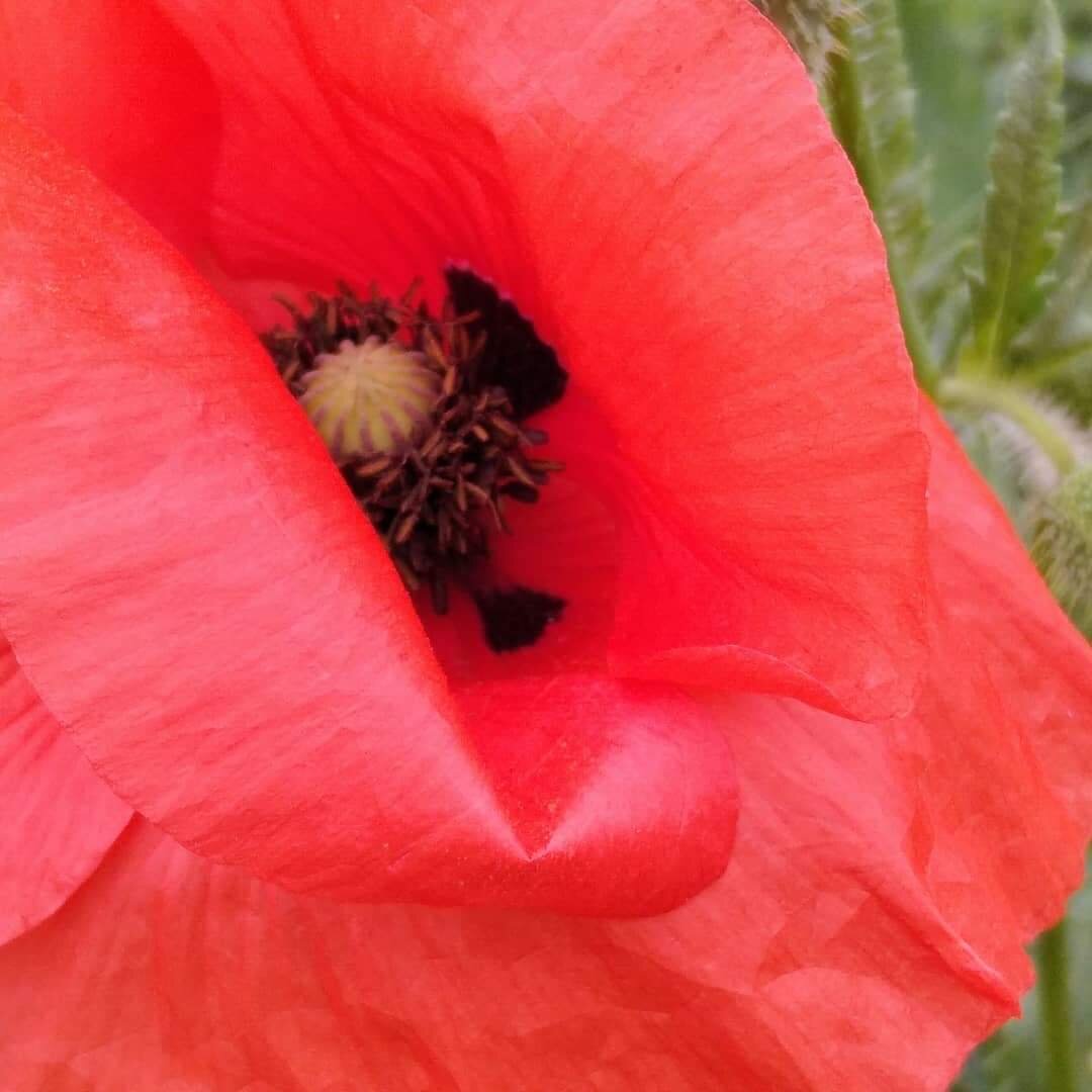 Цветок грёз