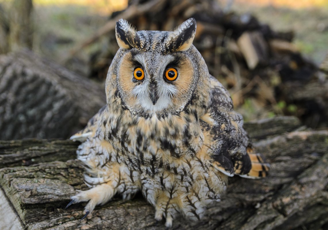 Ушастая сова (взято из  интернета)