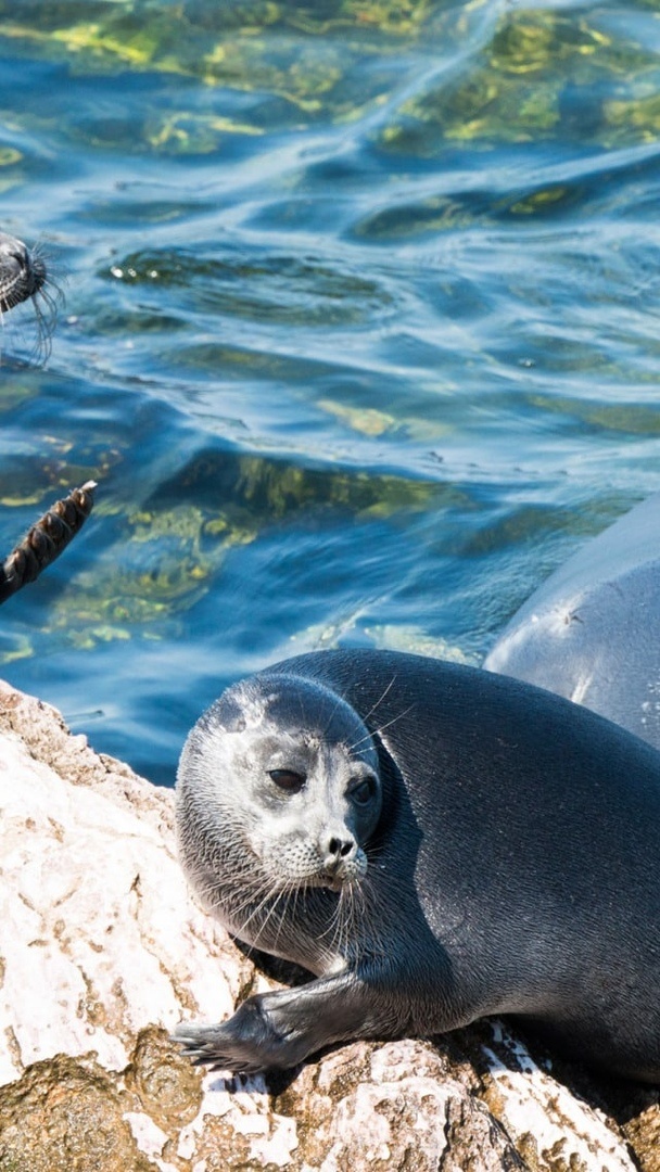 яндекс фото