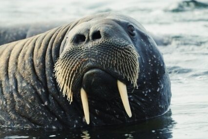 Моржи - могучий великан.