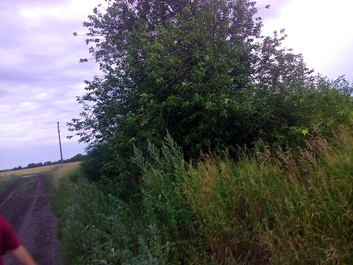 Просто 🌳