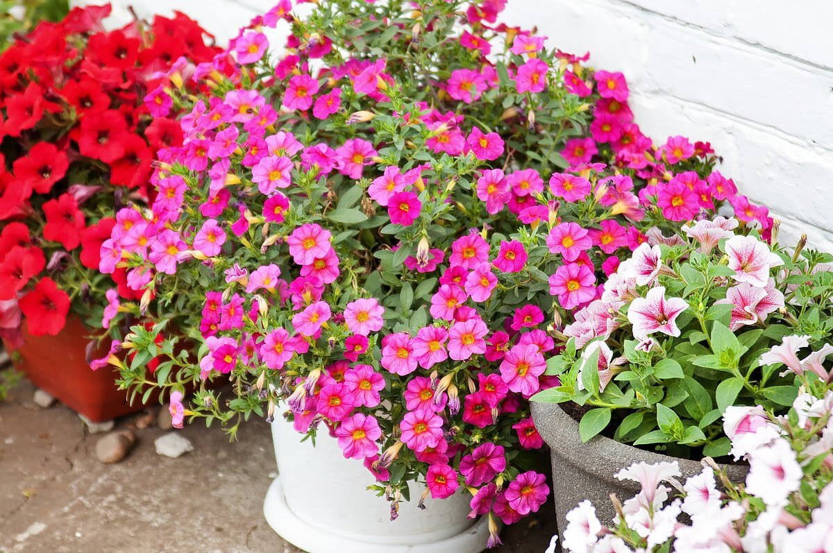 Царица кашпо.