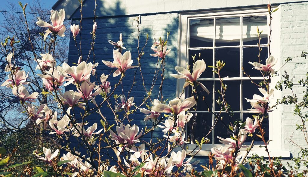Photo by Suzy Hazelwood from StockSnap