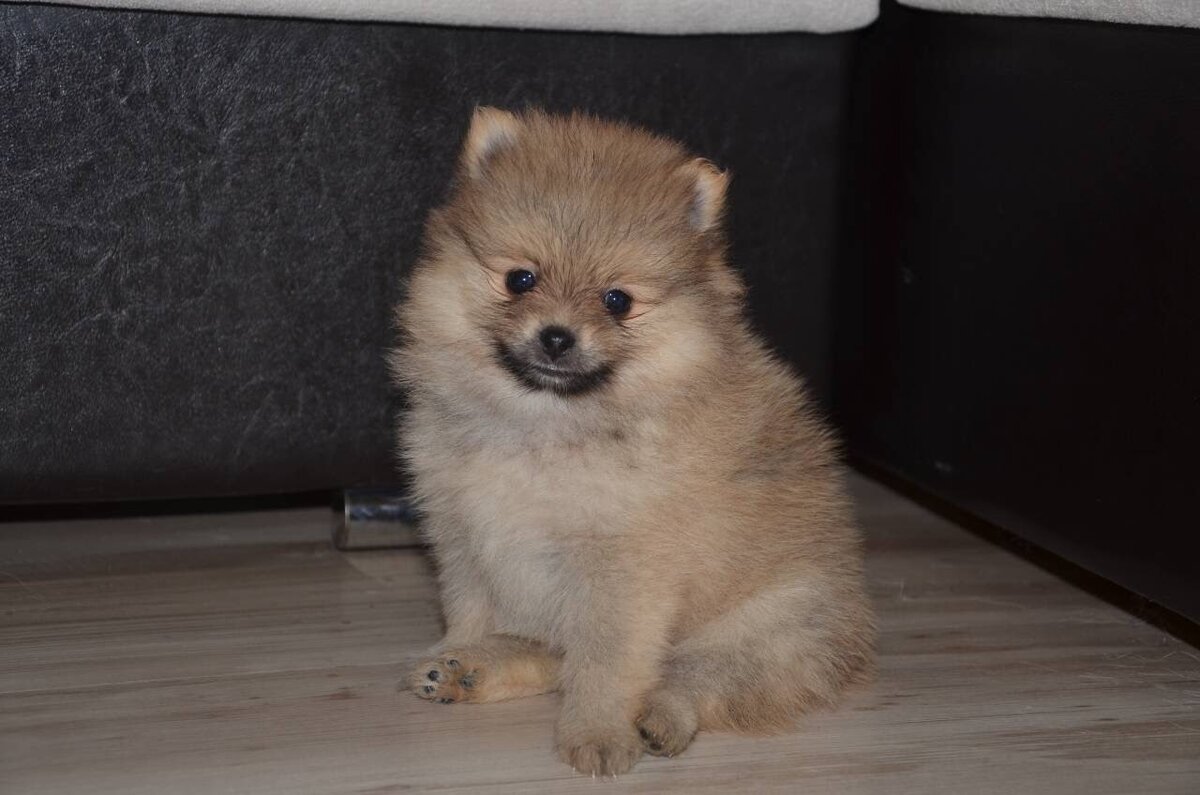 наш «спасёныш» в возрасте трёх недель! 