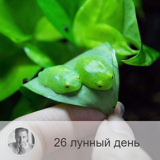 26-ой лунный день с 00:12 15-ого по 01:01 16-ого. 🐸 Символы дня – жаба, болото.
🌚 Это достаточно критический день. В этот день люди суетятся, ругаются, тратят много энергии на пустое времяпрепровождение. Надо воздержаться от активной деятельности, стараться молчать и не тратить энергию ни на какие дела. В этот день хорошо поститься. Желательно обращение к учителю, традиции, необходимо отсечения ложных личных связей и контактов. Нужно ввести избирательность в общение на уровне интуиции. Следует стремиться к познанию жизни и худшего в людях, срывать все маски. В противном случае над вами будут глумиться и использовать в корыстных целях.
⚠ Если в этот день, выходя из дома, вы встретите человека с полными сумками, то это значит, что вы идёте по жизни правильно, и наоборот. Если в этот лунный день во сне или наяву увидеть молнию, то это значит, что у вас не укрощены гордость и тщеславие.
🎂 Люди, рождённые в этот день, призваны молчать, давать обеты, соблюдать аскетизм.
💍 Камень – нефрит.
💊 Процедура дня: очищение кожи лица.
📿Практика дня: критика собственного успеха и достижений.
💤 Если во сне вы увидели себя успешным и процветающим, необходимо понизить собственное самомнение, если, наоборот, приснилось, что вы несчастны и никому не нужны — срочно повышайте самооценку.

—————
📍 Заказывайте точнейший прогноз о будущем по уникальной методике
⇨ numeromagic.ru/uslugi