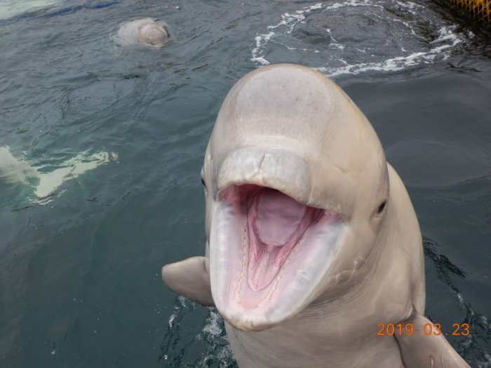 Специалисты просят держаться от белух подальше ради них самих