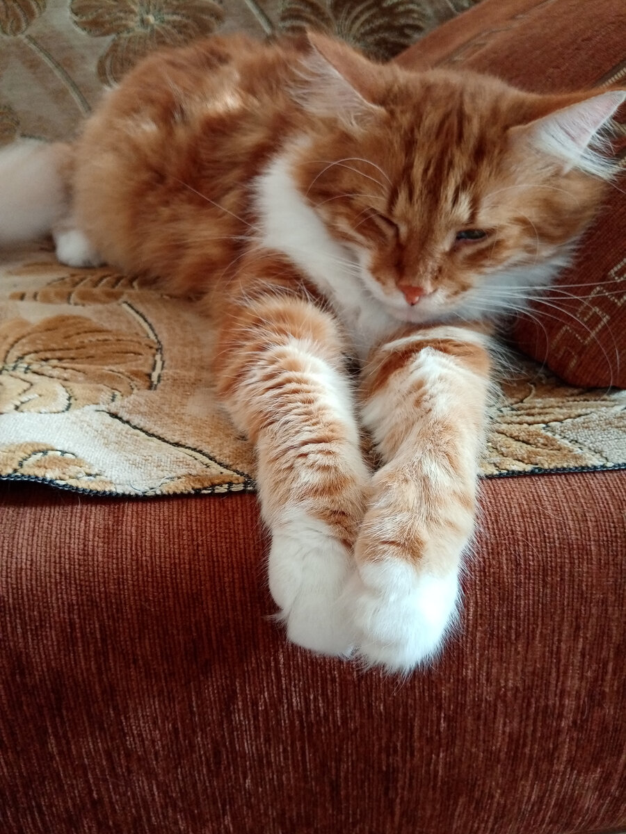 А мне все равно какая у меня порода, главное, что любят и кормят)) 