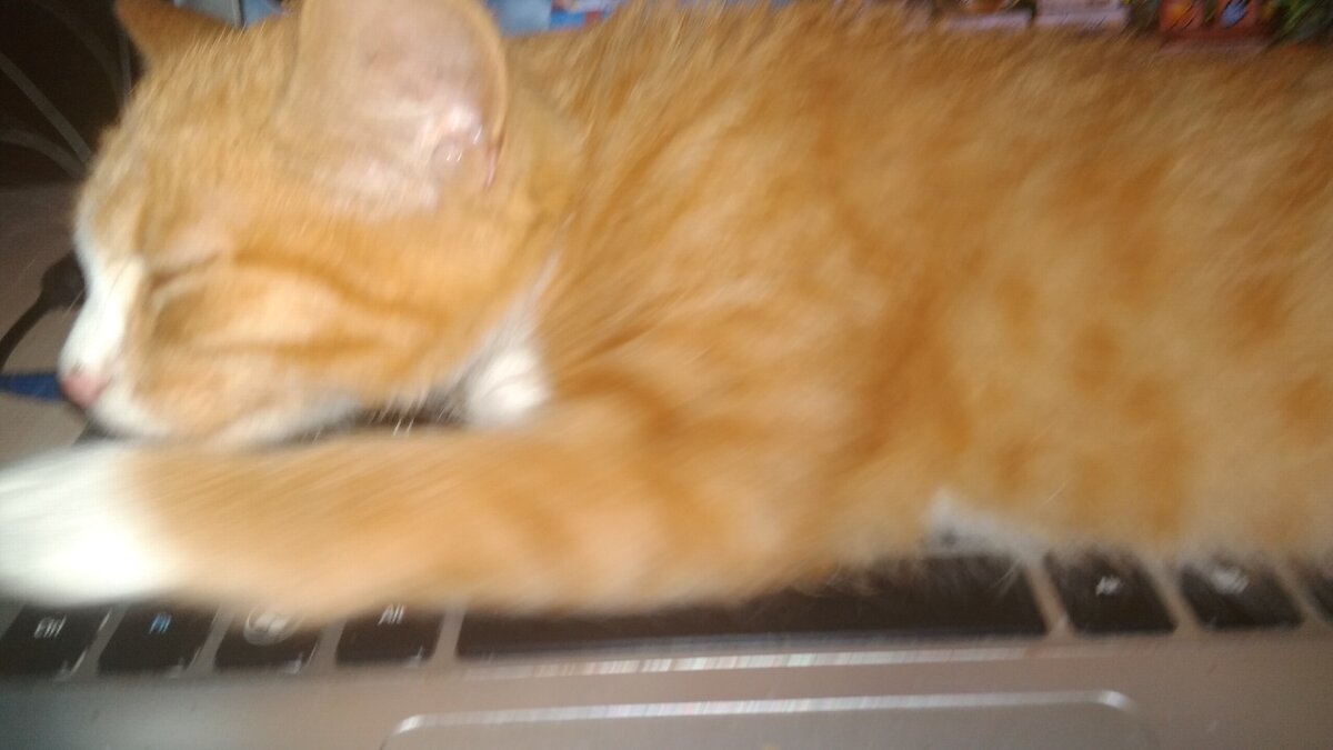 Вот такой "солнечный" котик заполнил пустоту, образовавшуюся после ухода наших двух любимцев. Фото автора