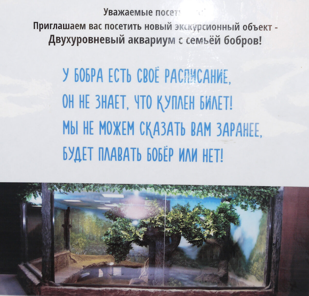 Хотите узнать свой вес в бобрах и увидеть королеву бобров? Айда в Бобровый  городок! | Душевный шагомер | Дзен