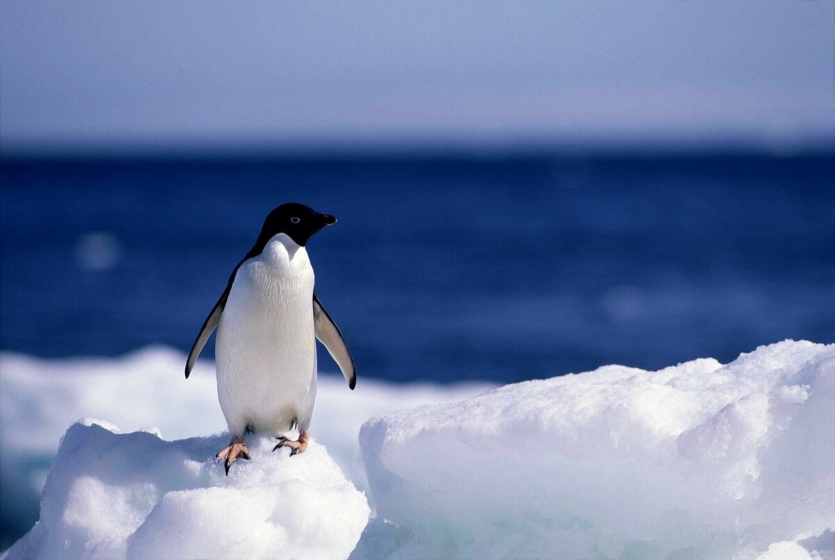 Почему у полярных животных и птиц не мерзнут лапы на льду?