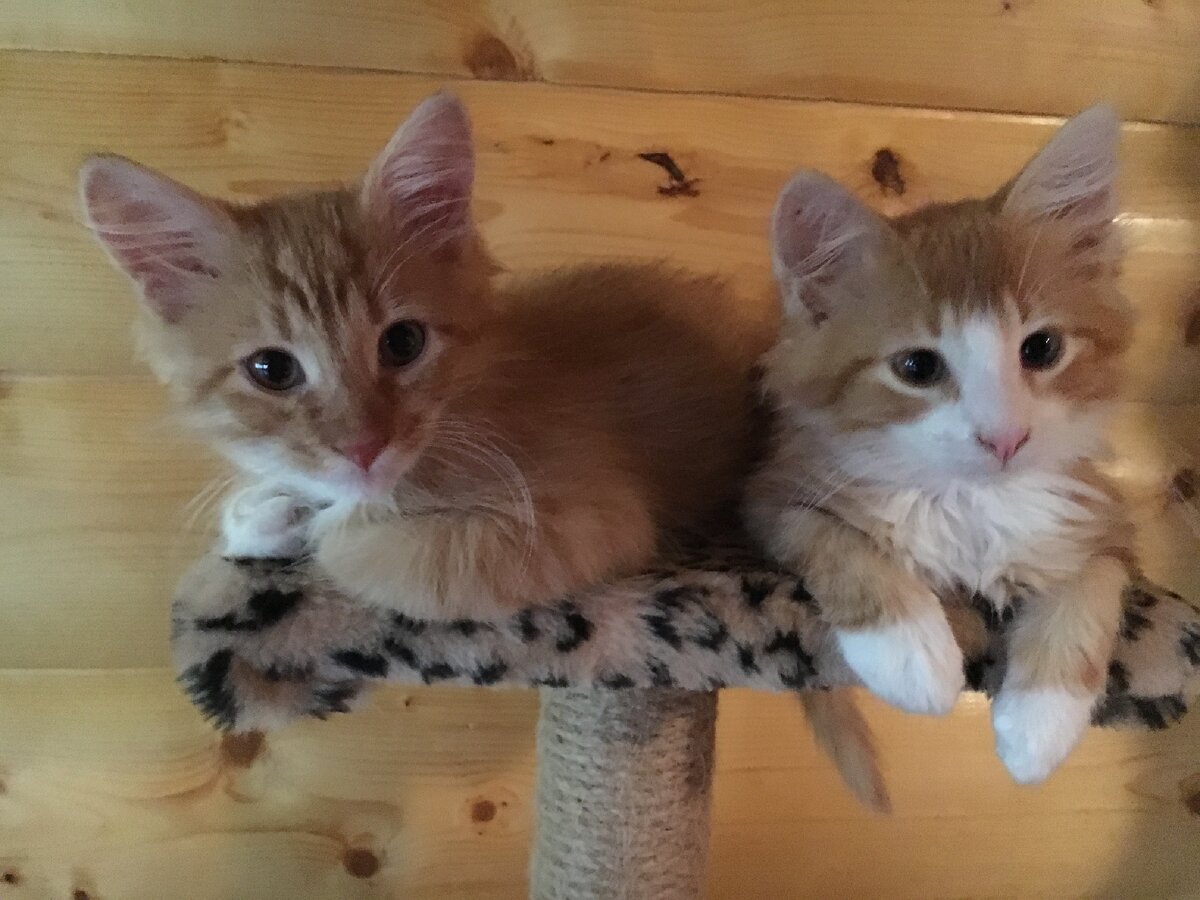 Барсик слева) Фил справа)