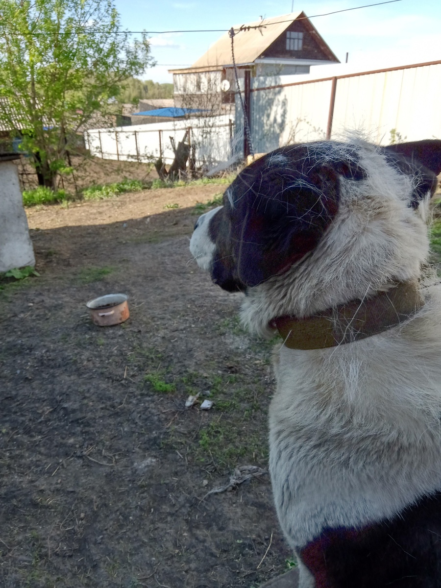 И рад бы удавиться, да кормят тут неплохо...