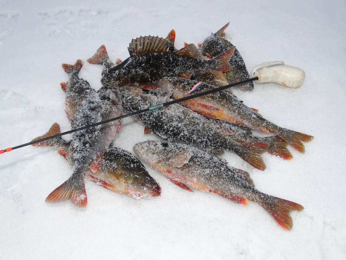 Правда, вначале, нам его все же нужно поймать )))