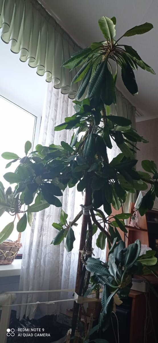 Фикус собственной персоной