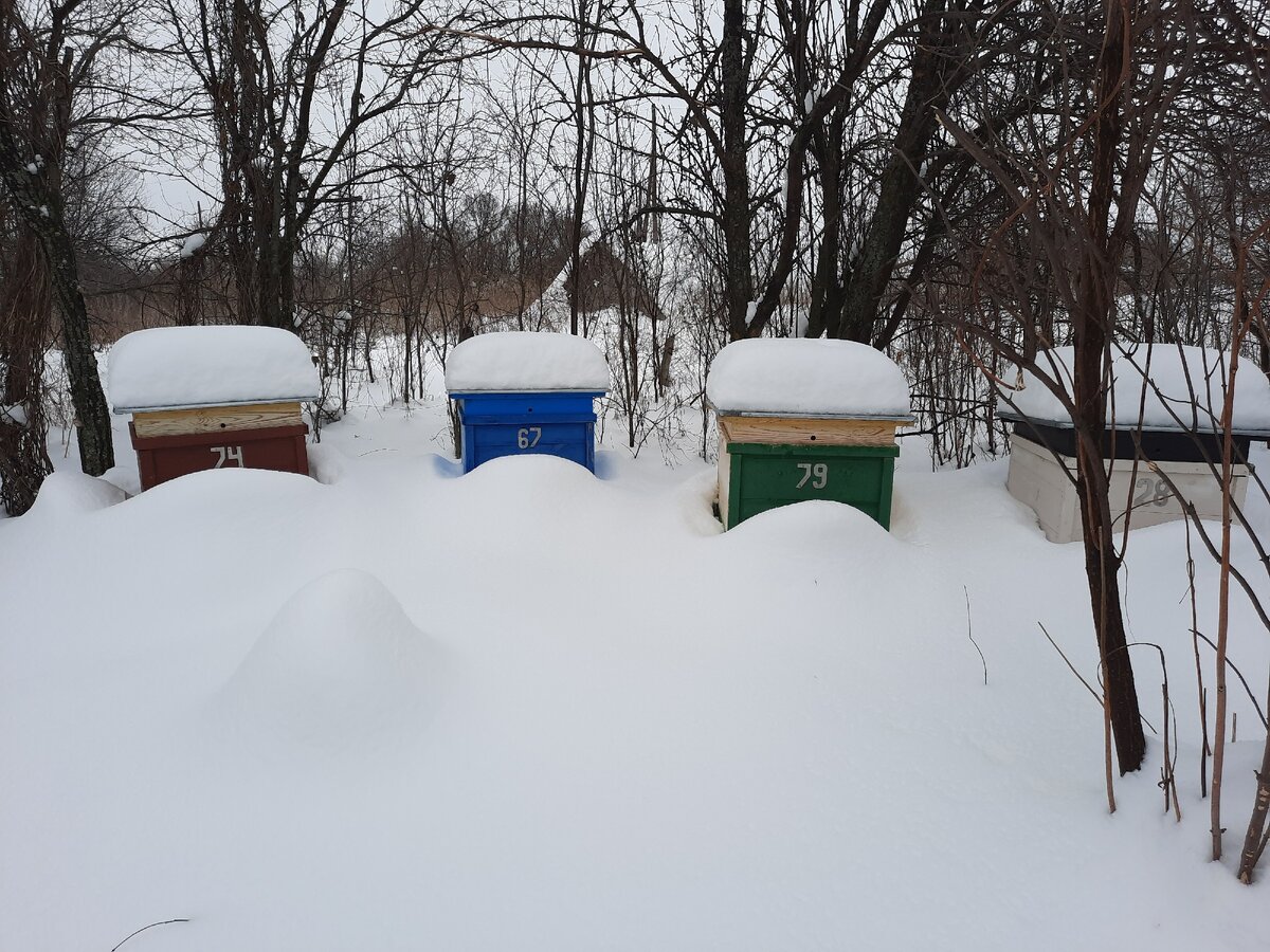 Зимовка в самом разгаре